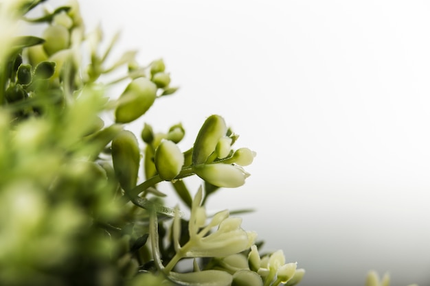 Fleurs avec des gouttes de pluie