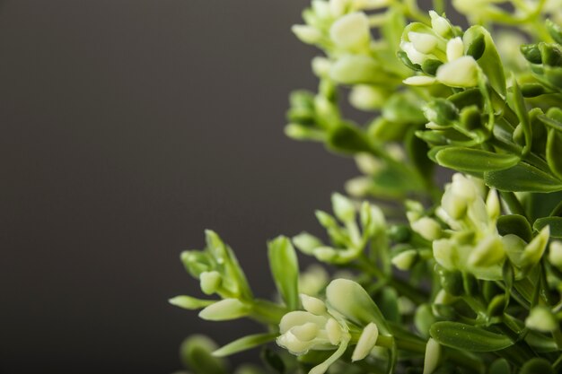 Fleurs avec des gouttes de pluie