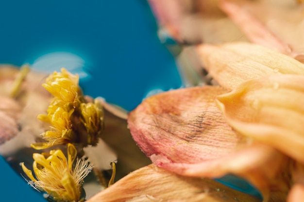 Fleurs de gros plan extrême dans l'eau bleue