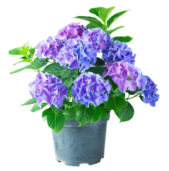 Fleurs d'hortensia bleu et violet