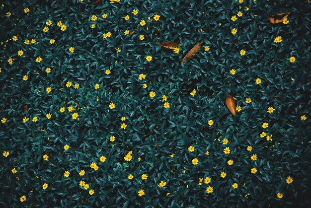 Photo gratuite fleurs jaunes sur un buisson