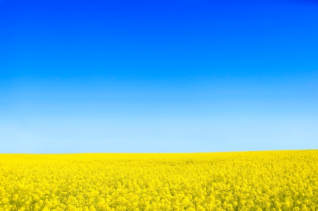 Photo gratuite fleurs jaunes avec un ciel bleu