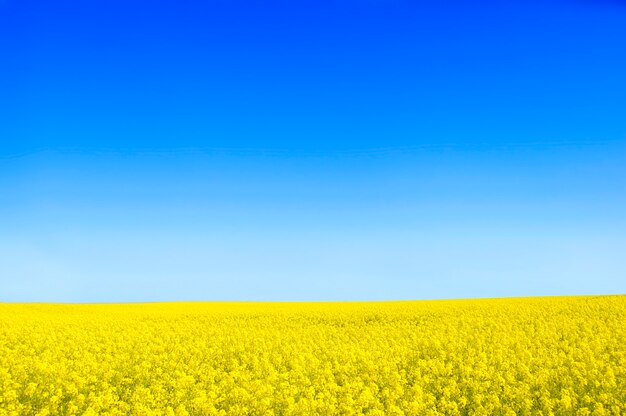 Fleurs jaunes avec un ciel bleu