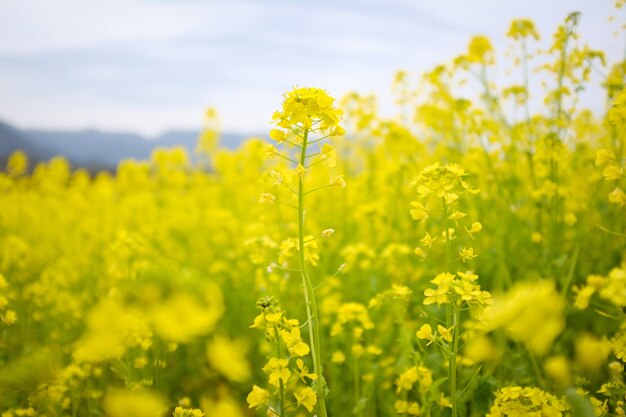 Fleurs jaunes les unes à côté des autres dans un champ
