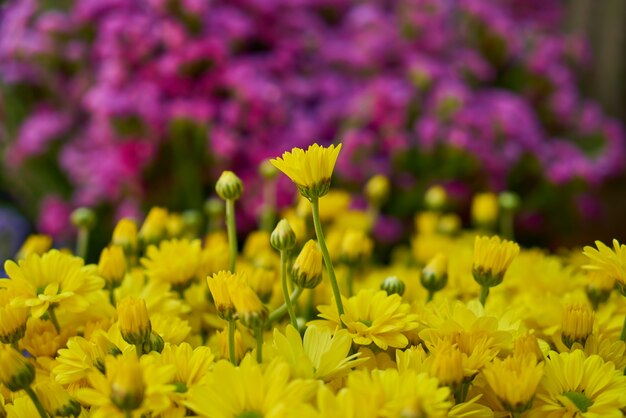 Fleurs jaunes avec fond défocalisé