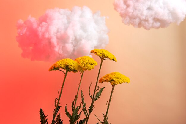 Fleurs jaunes et nuages