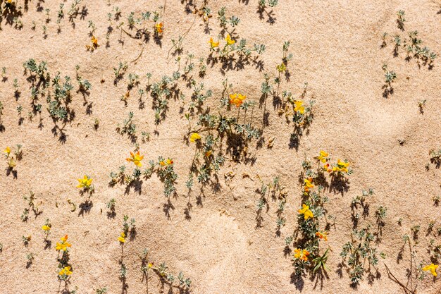 Fleurs jaunes sur la plage