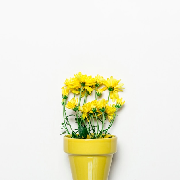 Fleurs jaunes en pot jaune sur une surface blanche