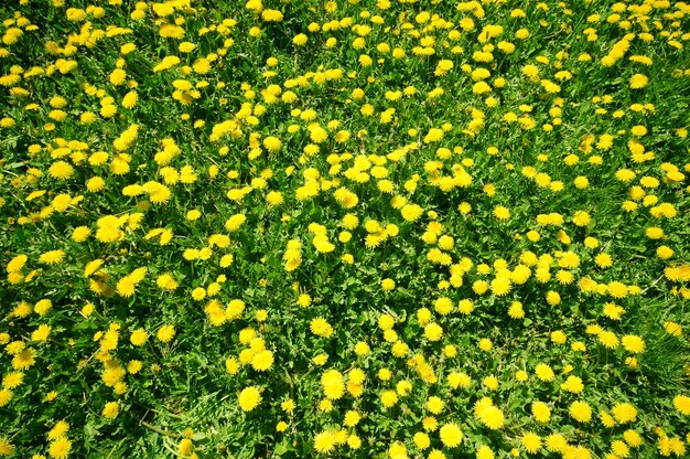 Fleurs jaunes vue de dessus