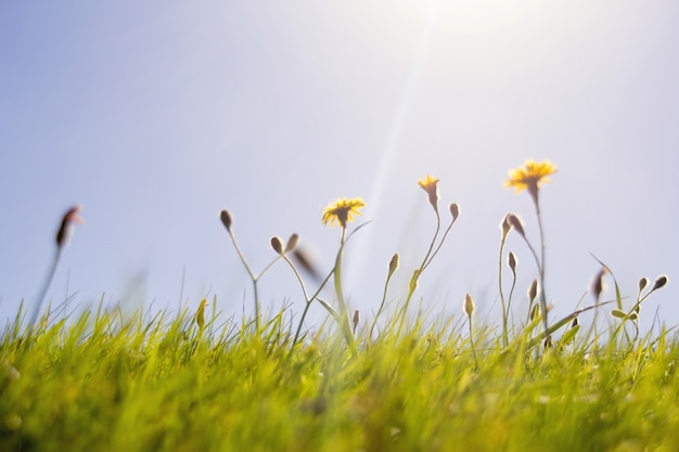 Fleurs jaunes