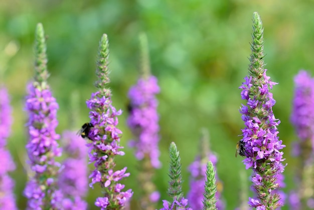 &quot;Les fleurs de lavande avec les abeilles&quot;