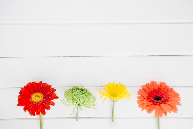 Photo gratuite fleurs lumineuses colorées dans la rangée