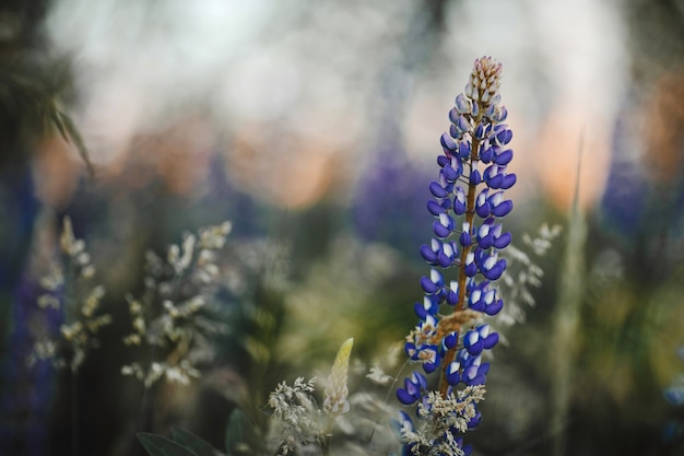 Fleurs de lupins sur le pré