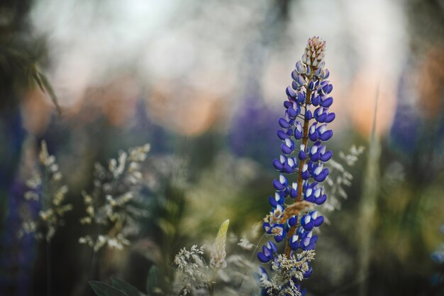 Fleurs de lupins sur le pré