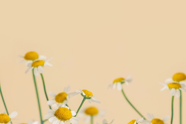 Fleurs de marguerite sur un beige