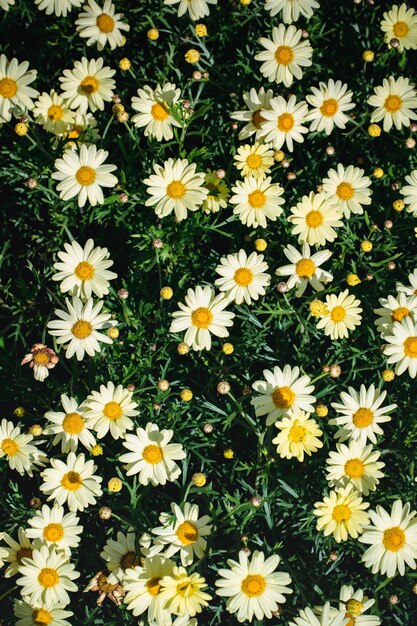 Fleurs de marguerite blanche et noire