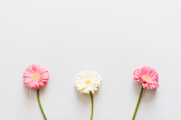 Fleurs de Marguerite colorées décoratives sur un fond