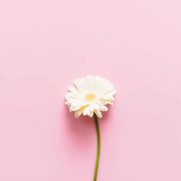 Fleurs de Marguerite colorées décoratives sur un fond