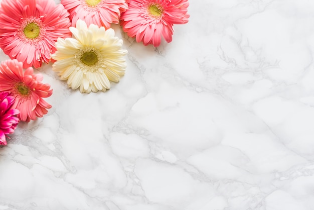 Fleurs de Marguerite colorées décoratives sur un fond