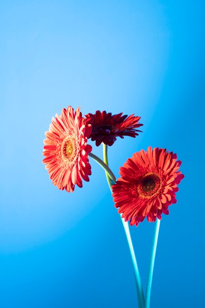 Fleurs de marguerite sur fond bleu