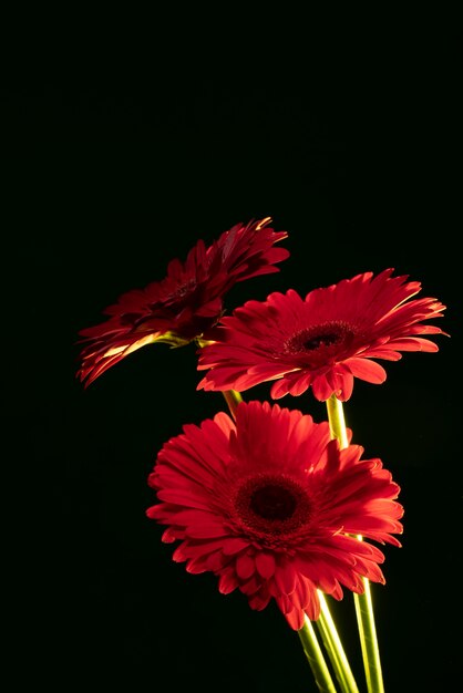 Fleurs de marguerite sur fond noir