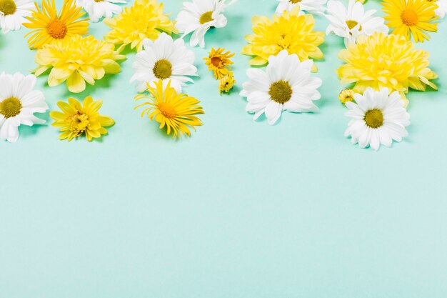 Fleurs de marguerites décoratives