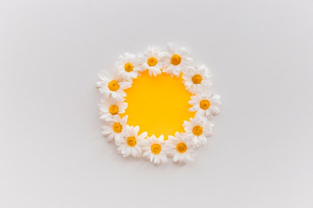 Fleurs de marguerites fraîches disposées sur une forme circulaire sur du papier orange sur fond blanc