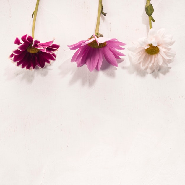 Photo gratuite fleurs multicolores posées sur un bureau blanc