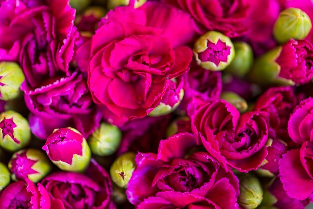 Fleurs d&#39;oeillets roses fond texturé