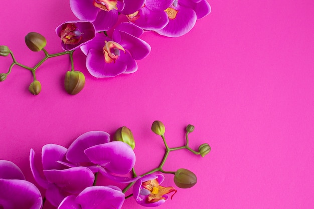 Fleurs d'orchidées sur fond d'espace copie violet