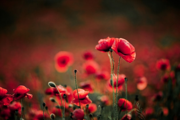 Fleurs de pavot en été