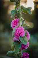 Photo gratuite fleurs à pétales roses