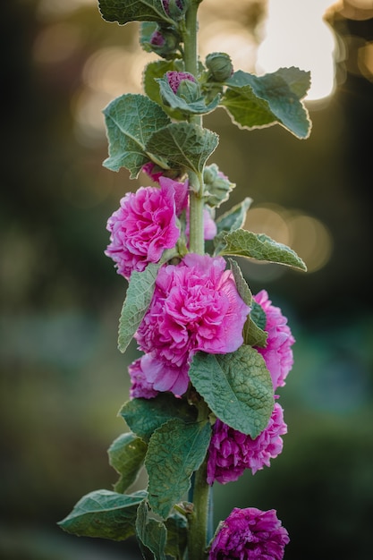 Fleurs à pétales roses