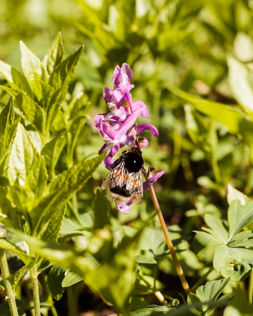 Fleurs en plein air