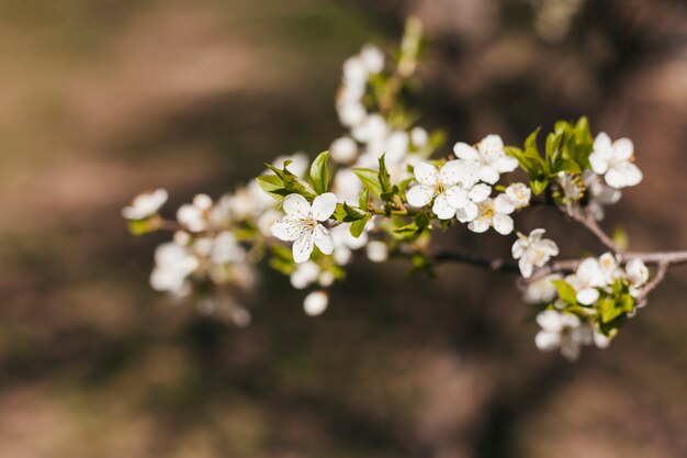 Fleurs en plein air