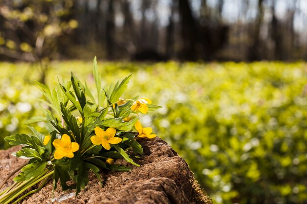 Fleurs en plein air