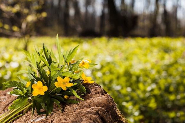 Fleurs en plein air