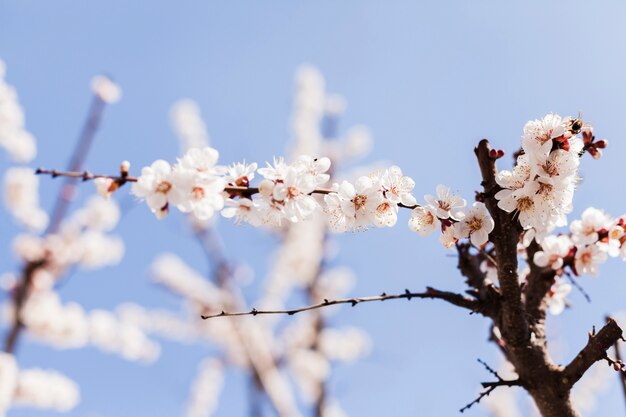 Fleurs en plein air