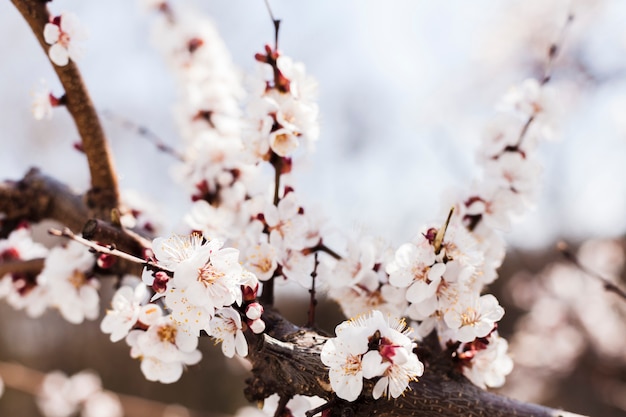 Fleurs en plein air