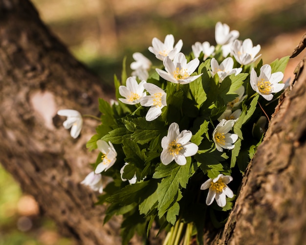 Fleurs en plein air