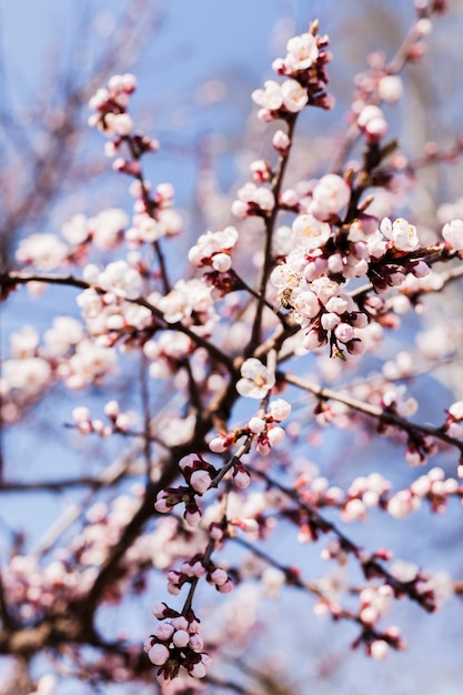 Fleurs en plein air