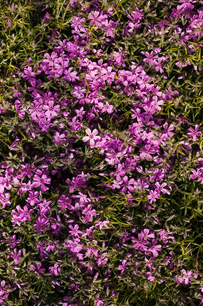 Fleurs en plein air