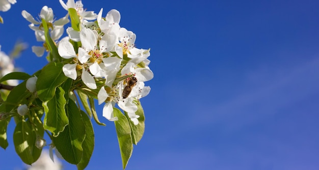 Fleurs de poire avec abeille et fond bleu pour l'espace de copie. branche fleurie d'un arbre fruitier.