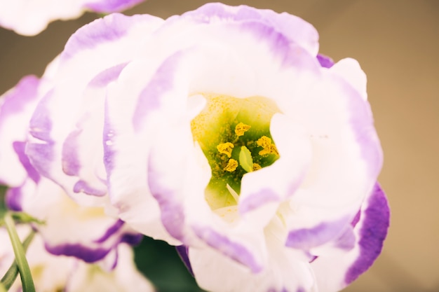 Les fleurs poussent dans le parc en plein air