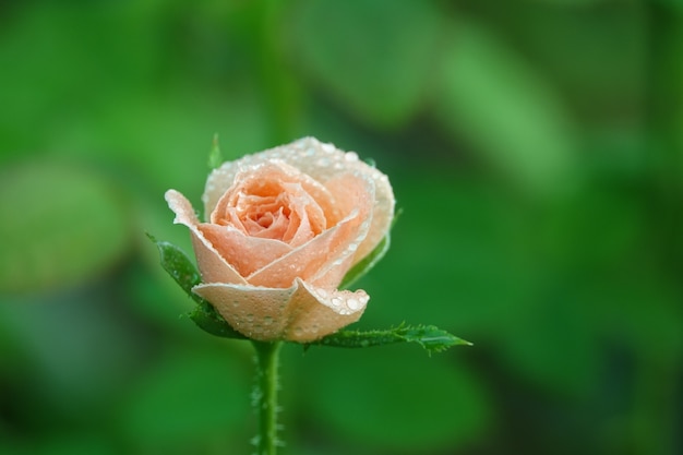 Photo gratuite fleurs rose clair avec des gouttelettes d'eau