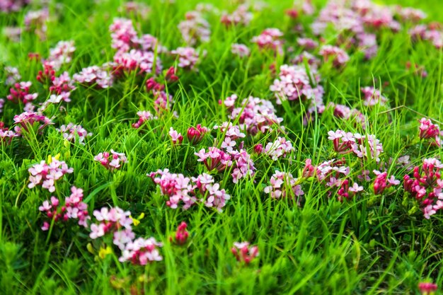 fleurs roses au pré des hautes terres