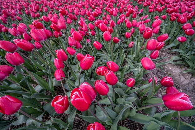 Fleurs roses les unes à côté des autres pendant la journée