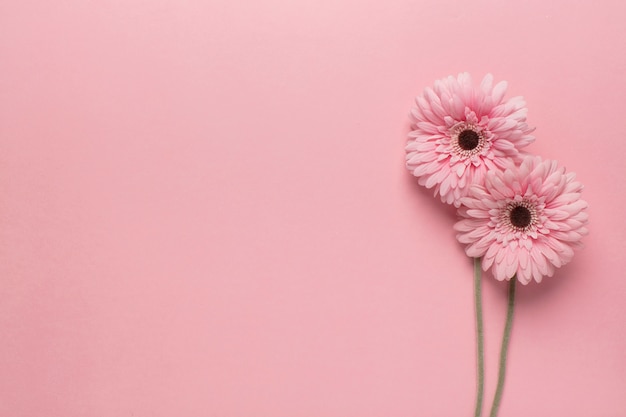 Des fleurs roses sur du rose