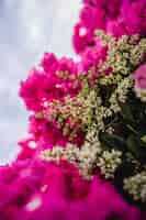 Photo gratuite fleurs roses avec feuilles vertes