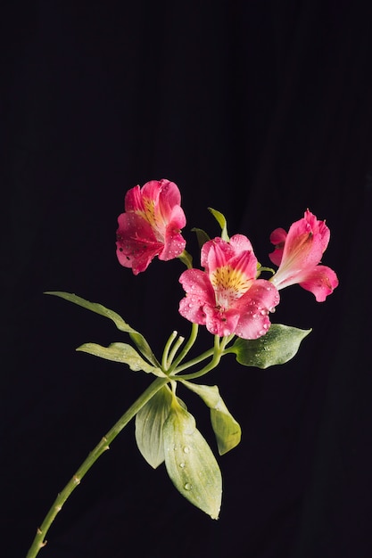 Photo gratuite fleurs roses fraîches en rosée